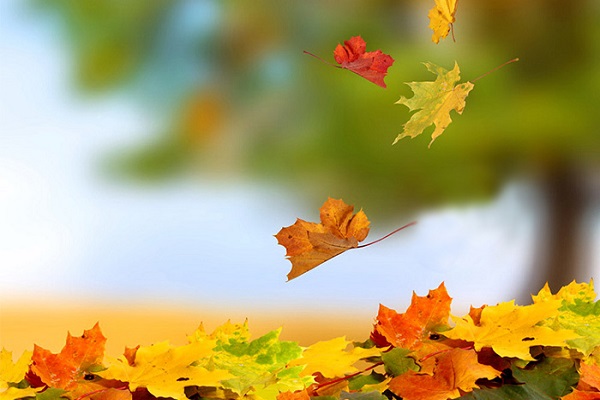 نماز و فصل پاییز