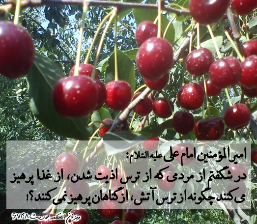 نهال معرفت