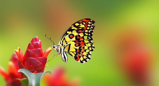 همسایه ی پروانه ها