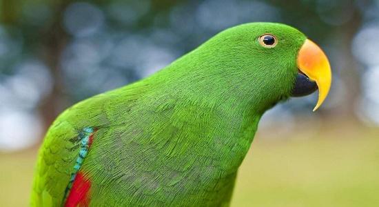 نماز طوطی وار