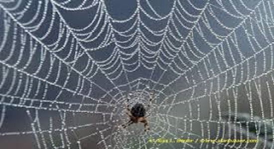 استدلال غلط برای ترک نماز 