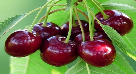 بندِ گیلاس 