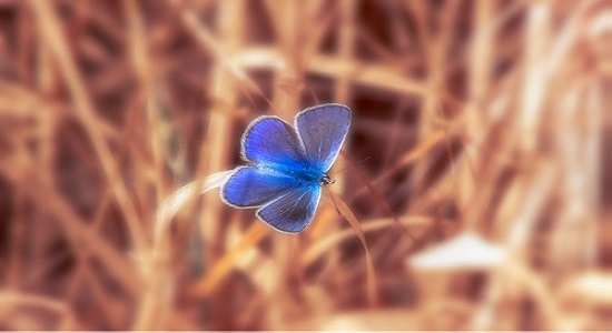 دلتنگ دیدار